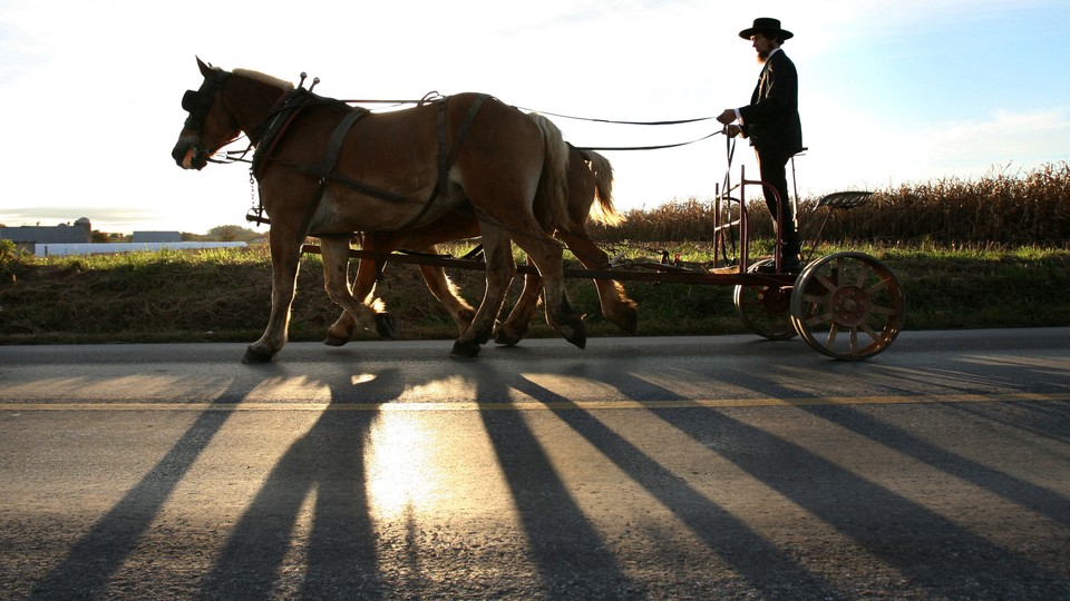 do amish eat dogs