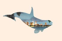 Silhouette of whale over Miami