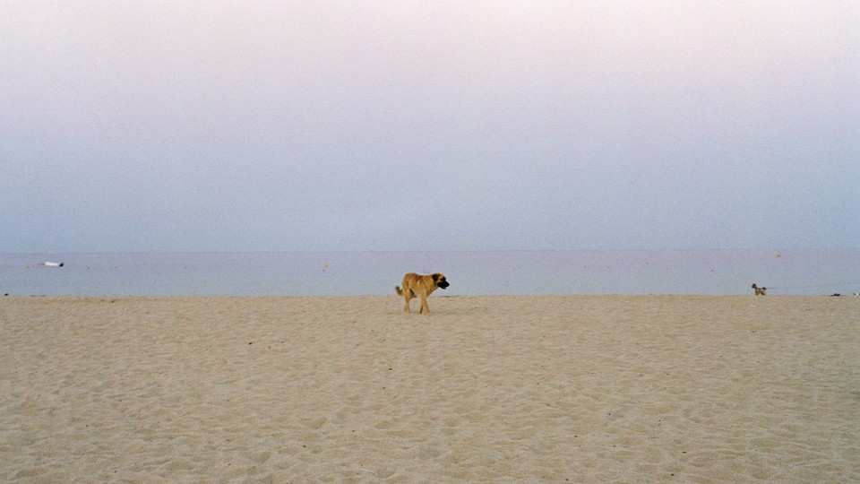 A dog on a sandy beach