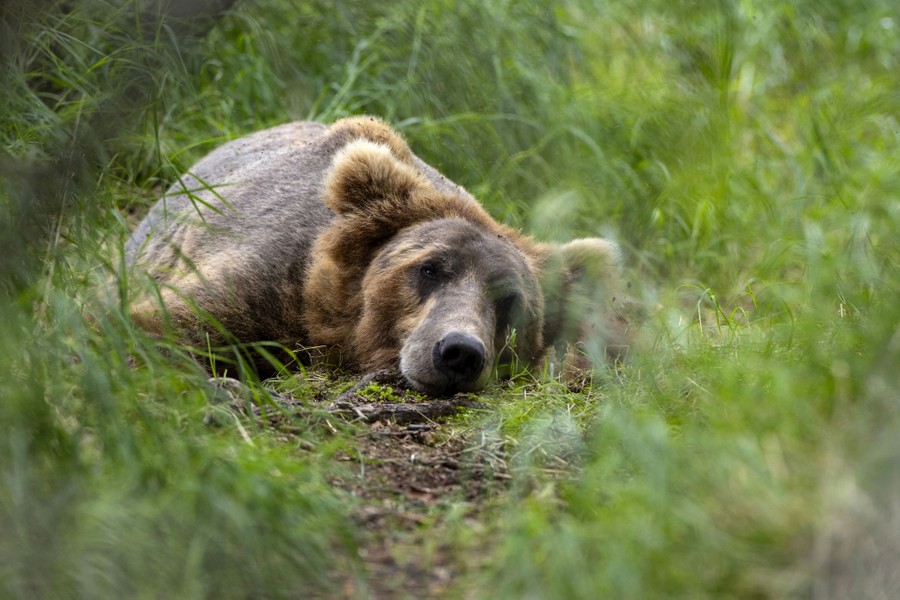 Brown Bears Fishing at Alaska's Brooks Falls - The Atlantic