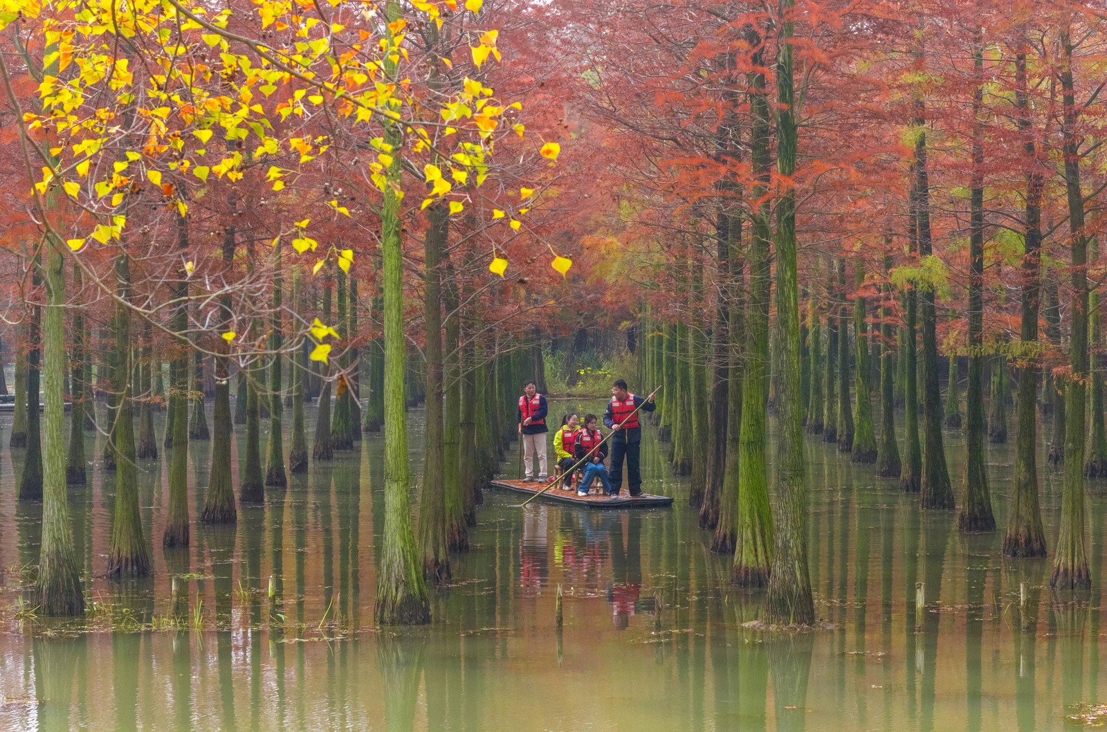 Tourists ride a bamboo raft through a forest of evenly-spaced trees planted in rows.