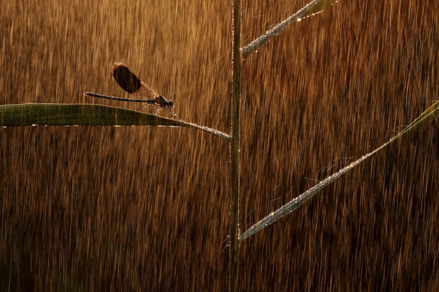 A dragonfly perches on a leaf during a downpour.