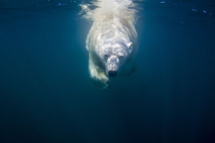 An underwater view of a polar bear swimming
