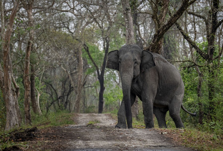 An elephant crosses a dirt road among trees.