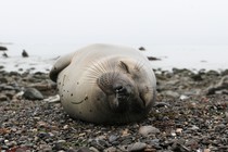 a baby seal sleeping on its left side on a rocky beach. its eyes are closed, and its mouth is turned upward in what looks like a smile.