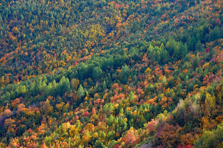 An aerial view of an autumn forest.