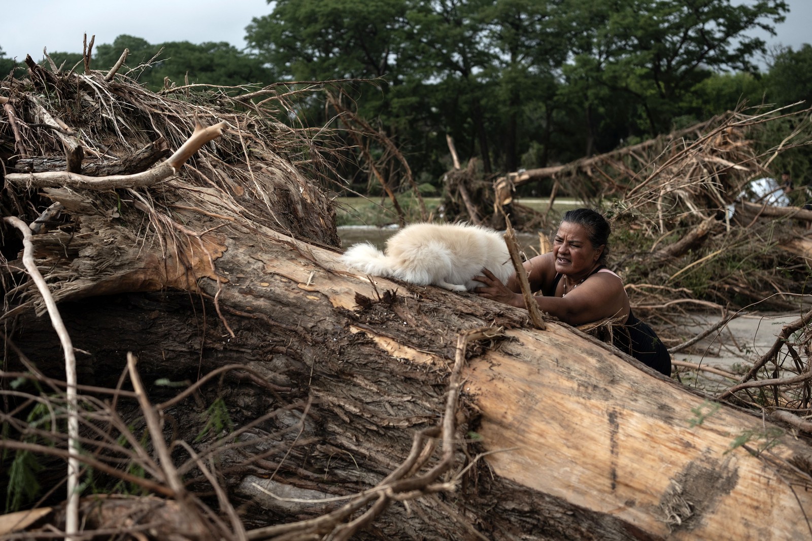 A woman lifts her dog over a large tree that was uprooted by flash flooding.