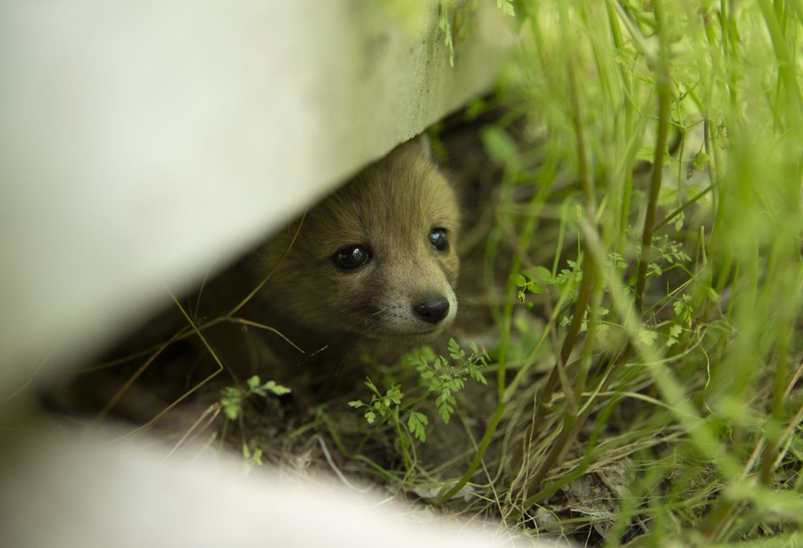 A fox kit peeks our from under a board, among plants.