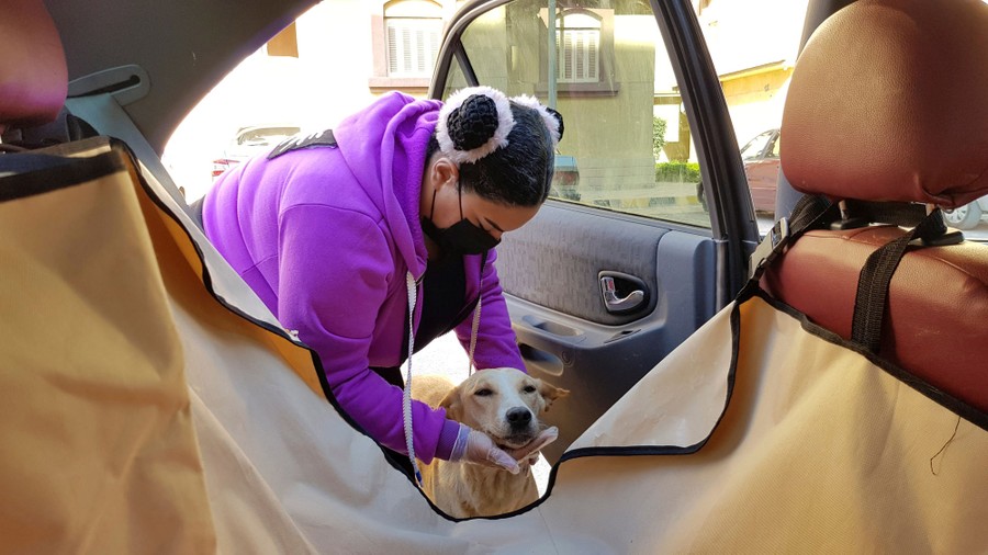 A woman prepares a dog to enter a car set up to give rides to pets.