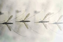 A photo of mosquitoes