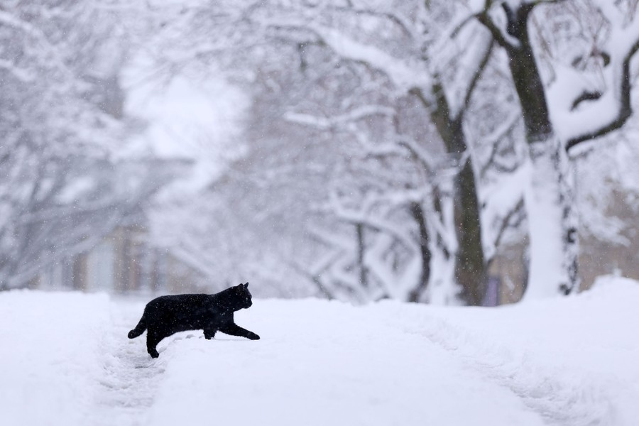 A cat crosses a snow-covered road.