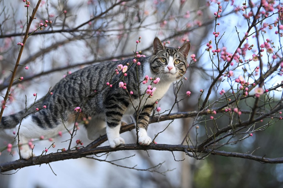 A cat climbs on a branch of a plum tree.