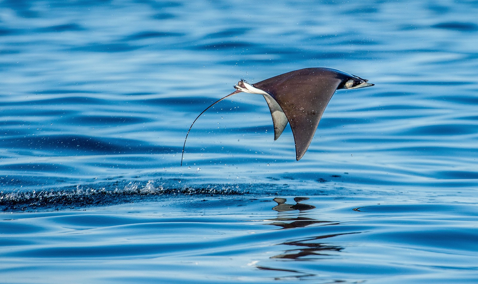 A mobula ray jumps out of the water.