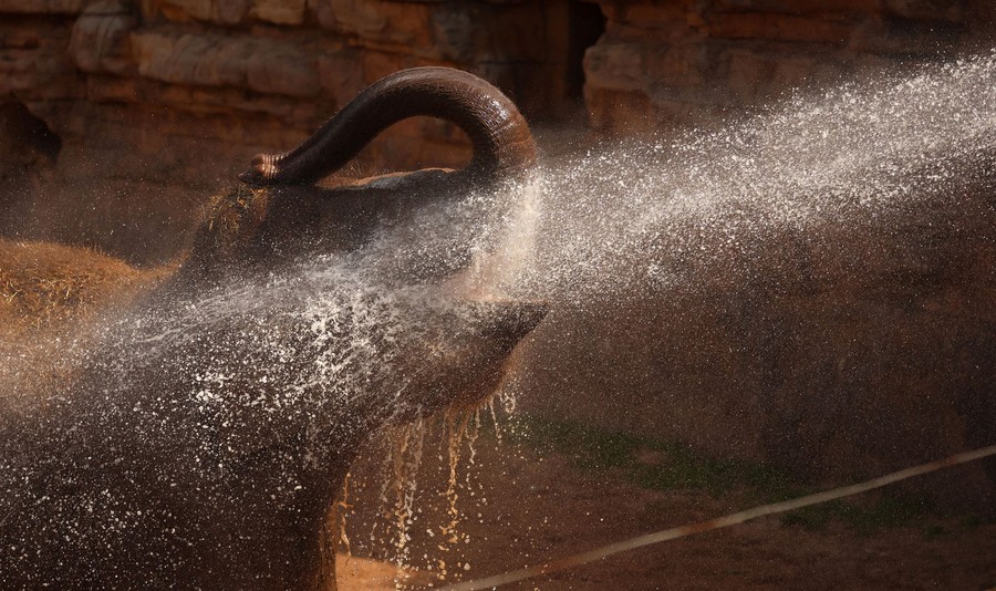 An elephant cools down under a water spray.