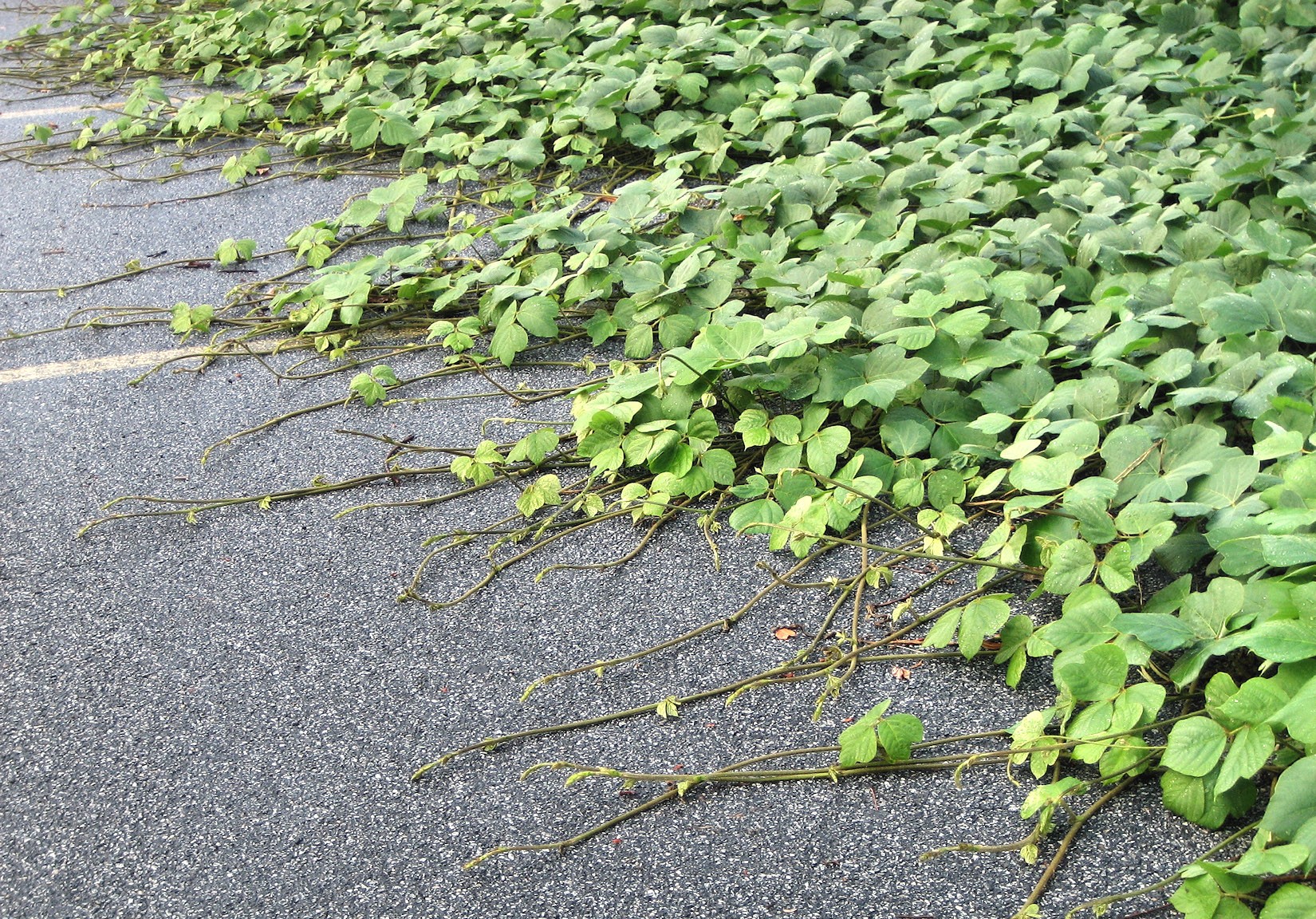 Most of the Kudzu reaches tendrils in the parking lot.