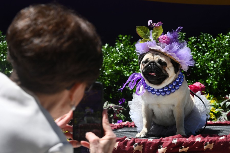 A person takes a picture of a pug wearing a flowery hat and a tutu.