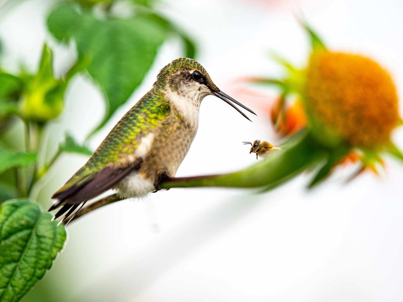 A hummingbird perches in profile as it faces a honeybee, both sitting on a long flower stem.
