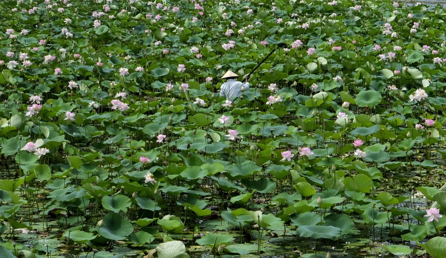 A man poles his boat through a lake filled with lotus plants.