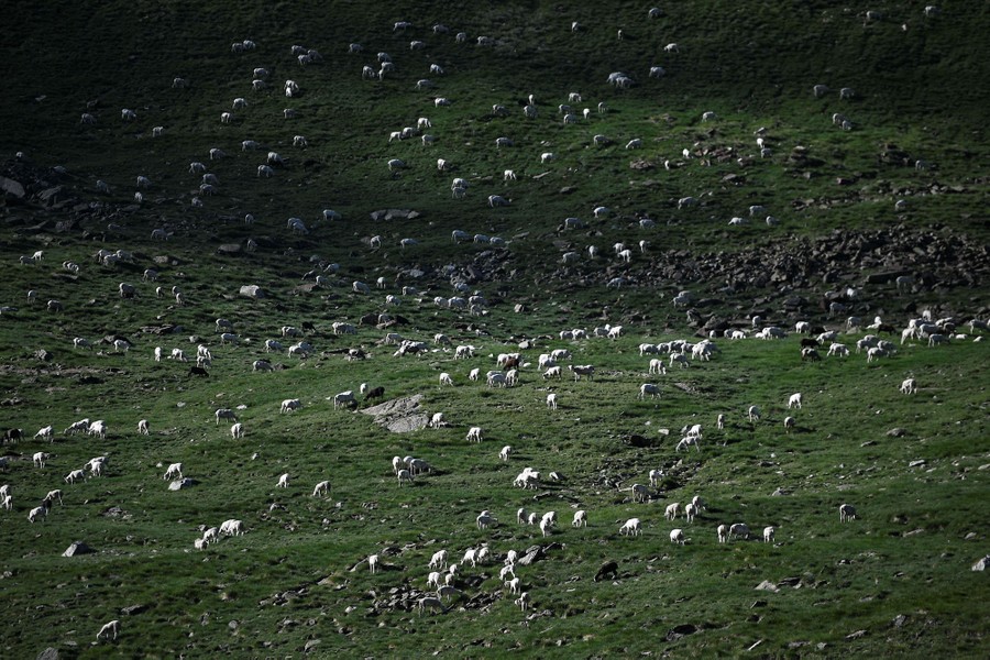A spread-out flock of sheep grazes in a mountain valley.