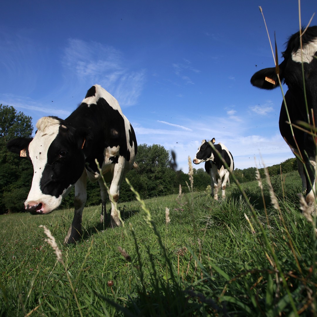 The FDA Wants to Regulate Gene-Editing That Makes Cows Less Horny - The Atlantic The FDA Wants to Regulate Gene-Editing That Makes Cows Less Horny - The Atlantic