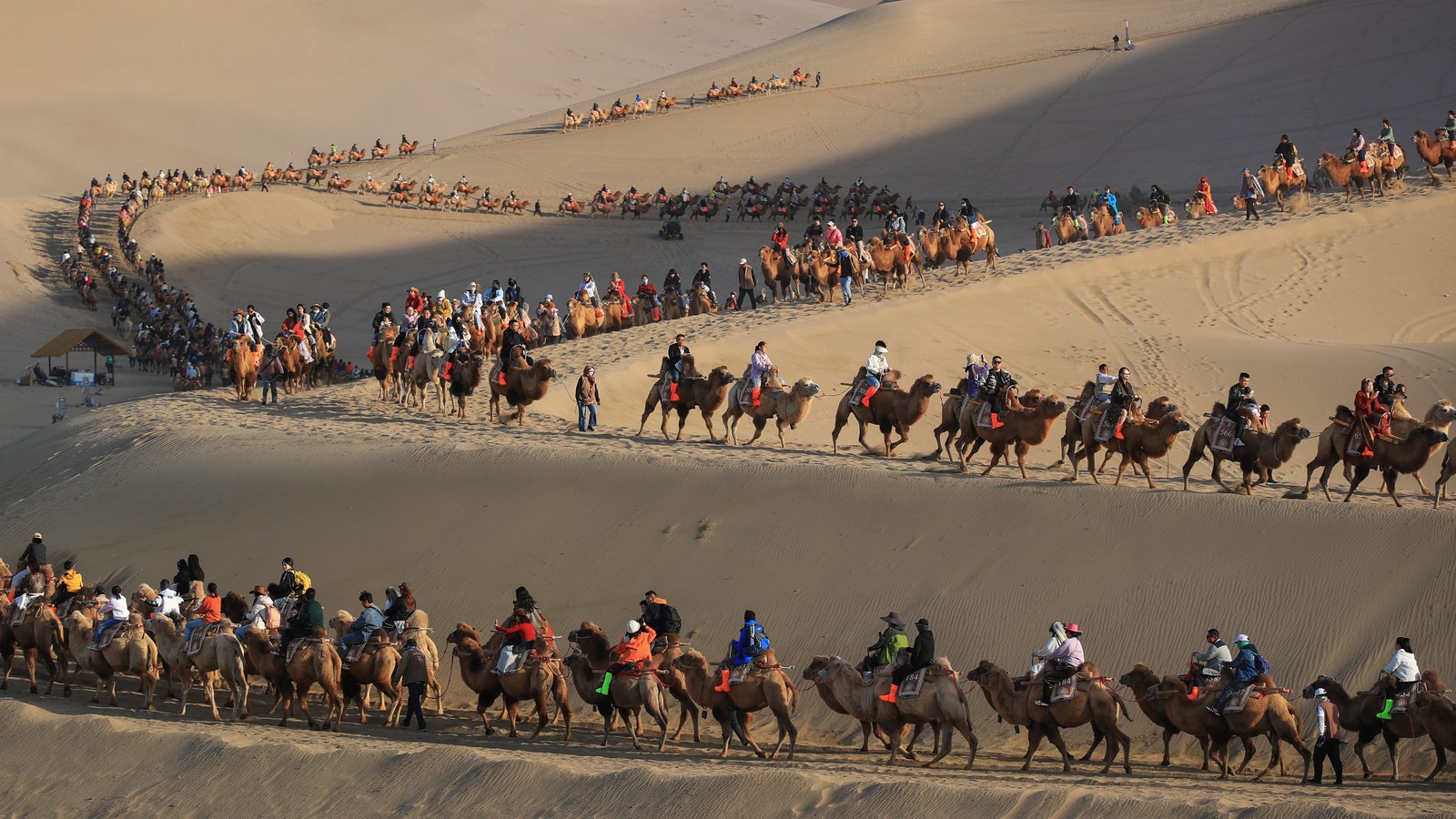 Dozens of people ride on camels in several lines across sand dunes.