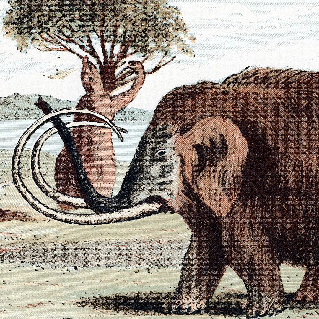 What Frozen Woolly Mammoth Meat Tastes Like - The Atlantic