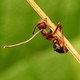 An ant killed by Ophiocordyceps.