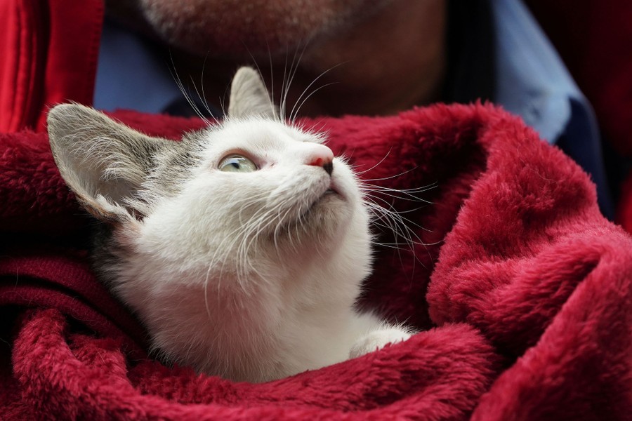 A cat looks up while being held in a fuzzy blanket.