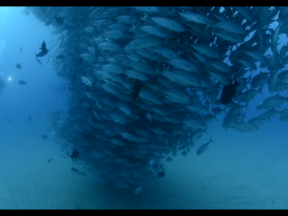 OMG A TORNADO OF FISH!!!!!! - The Atlantic, image size:1200x900