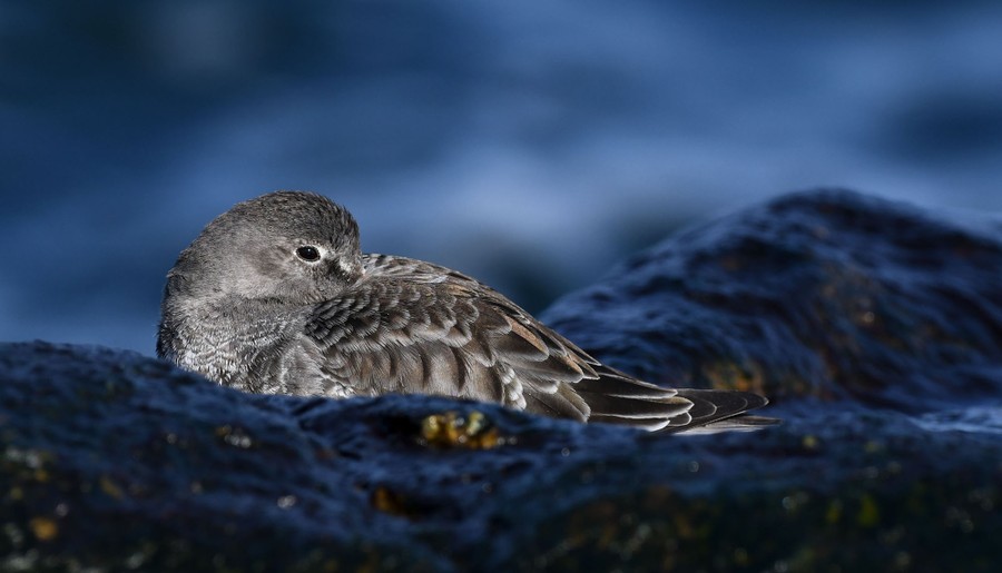 A sandpiper sits among rocks with its beak tucked under its wing.