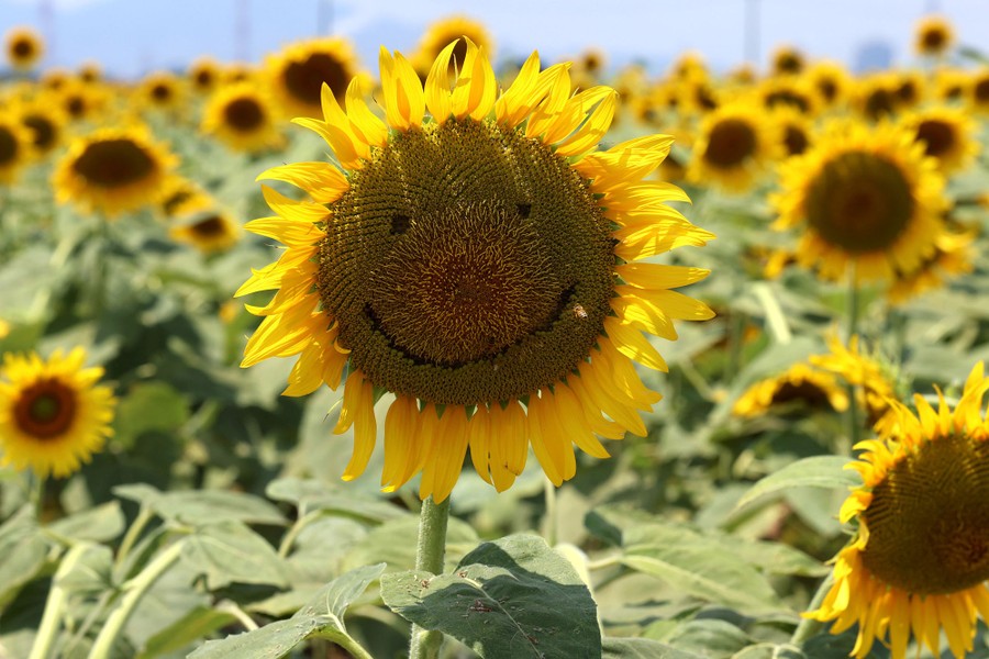 A sunflower with seeds removed to create a smiley face is pictured.