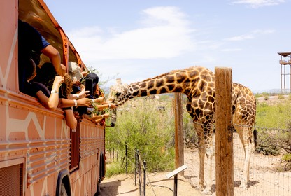 Students on a bus feeding a giraffe at Out of Africa in Camp Verde, Arizona, on May 6, 2022