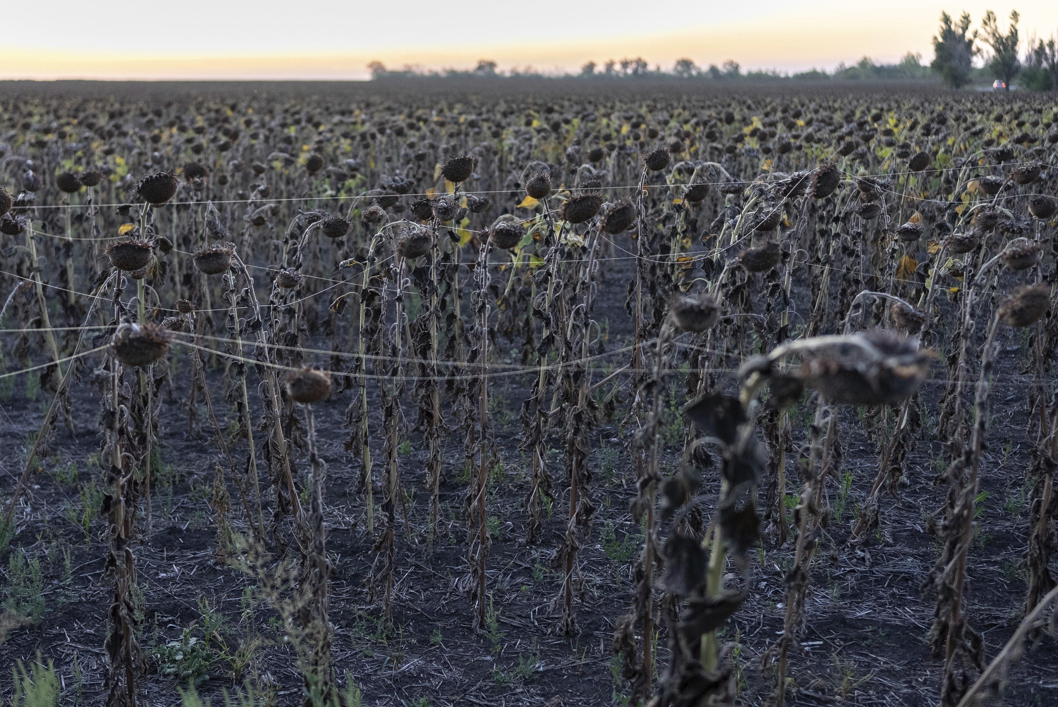 Sunflowers ina field, draped with fiber-optic cables