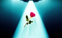 A drawing of a UFO abducting a rose