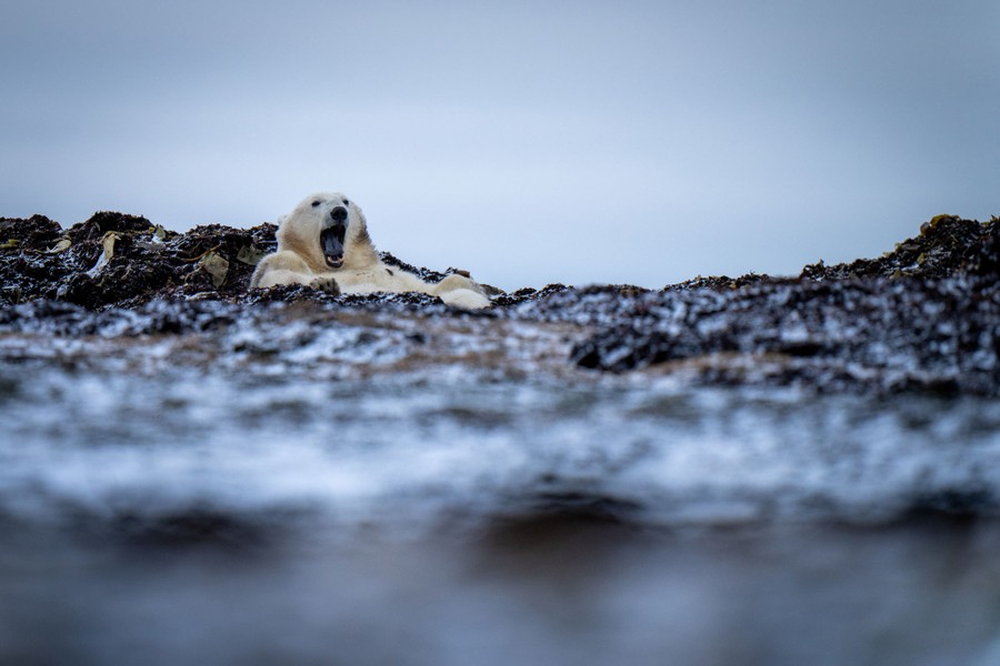 A polar bear lies out on the tundra, its mouth open, perhaps yawning.