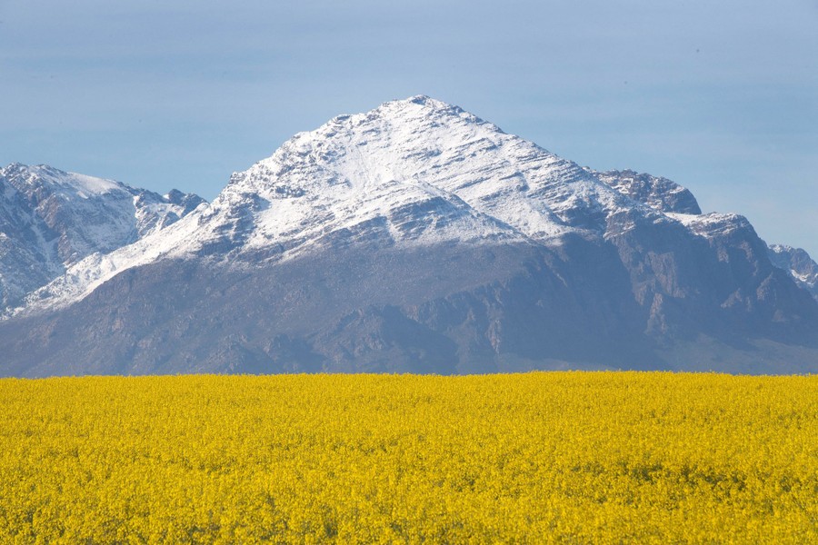 A view of snow-capped mountains beyond yellow flowers in a field.