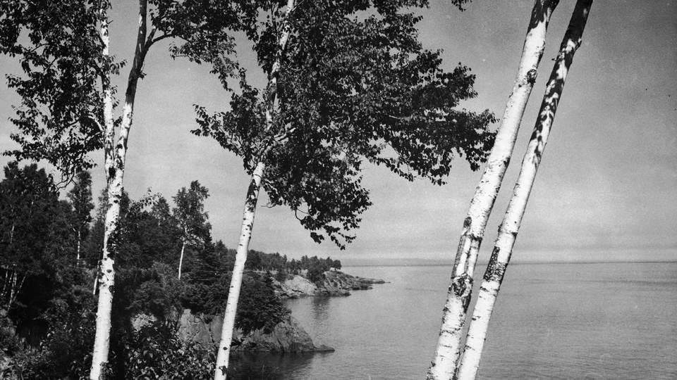 Black and white photograph of birch trees