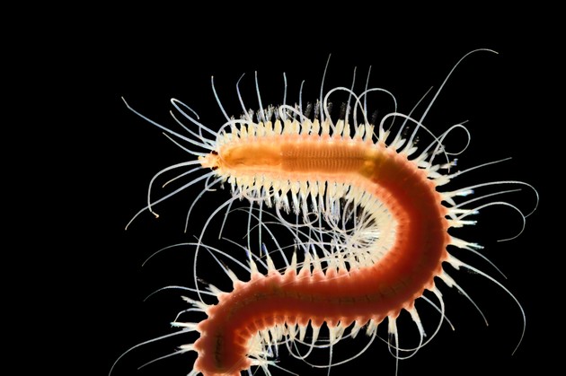 A Polychaete worm