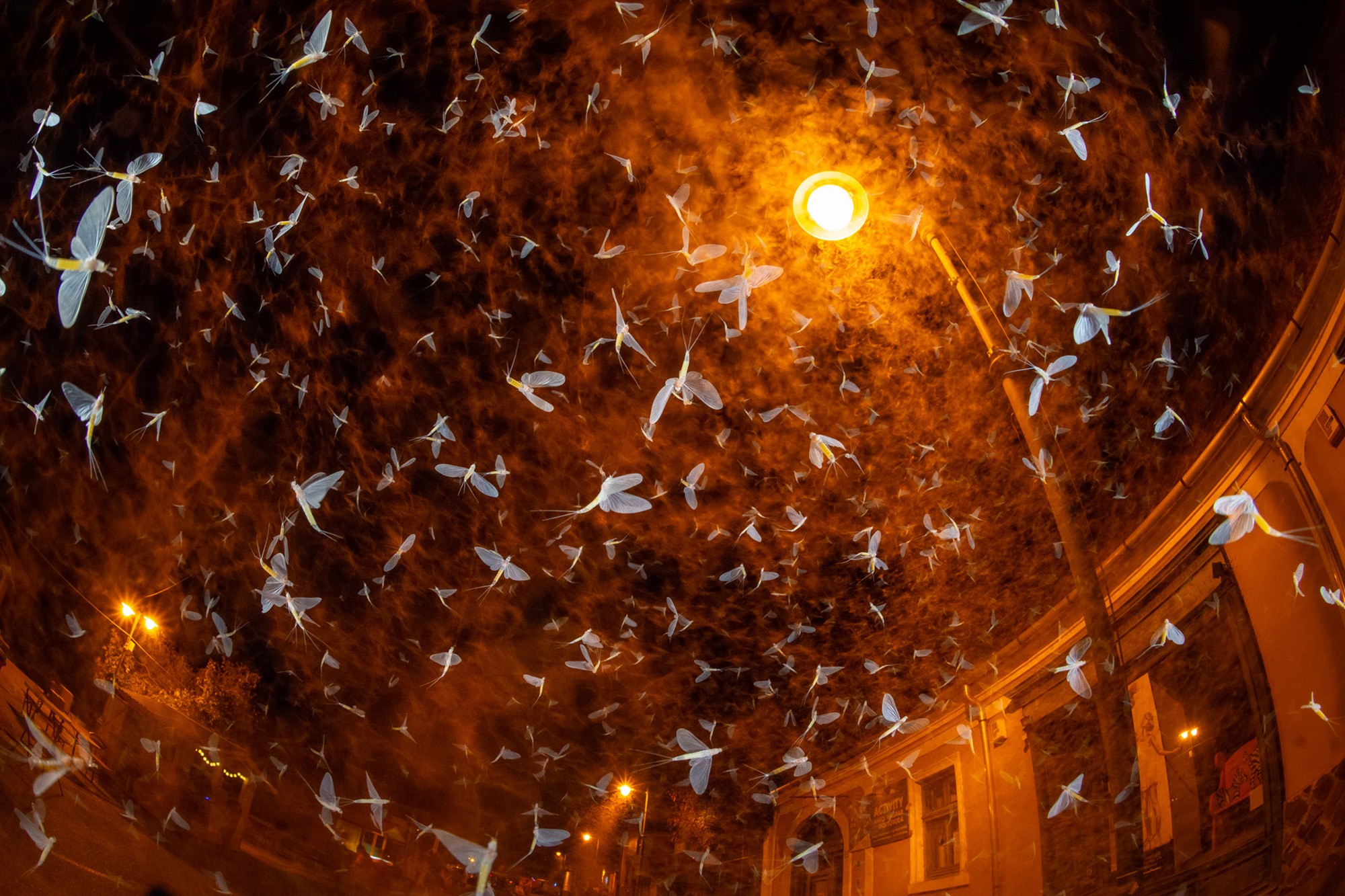 A cloud of mayflies swarm around a streetlight at night.