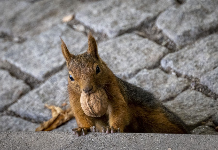 A squirrel carries a nut through a park.