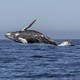 A humpback whale jumps out of the ocean.