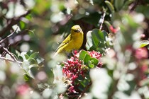 honeycreeper