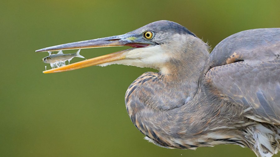 A great blue heron’s head and shoulders in profile fill the frame, its bill open. Between the heron’s top and bottom bill is a minnow.