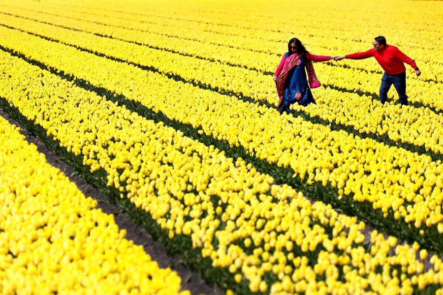 Two people walk in a broad tulip field.
