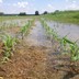 A flooded field of corn sprouts