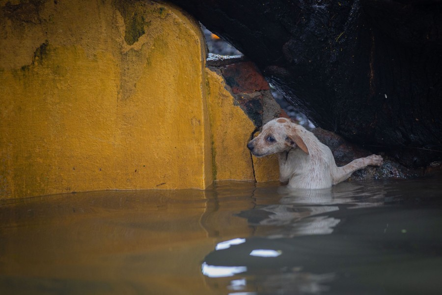 A puppy struggles in a flooded road in India.