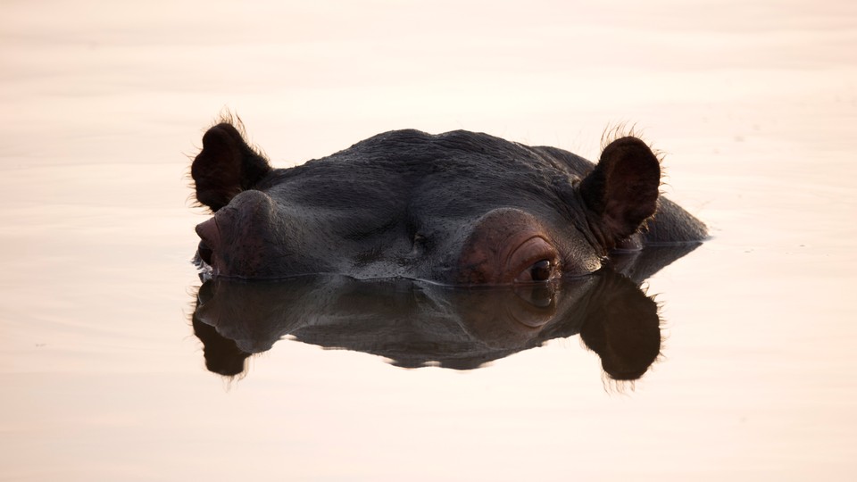 A hippo