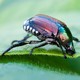 An iridescent green beetle on a leaf