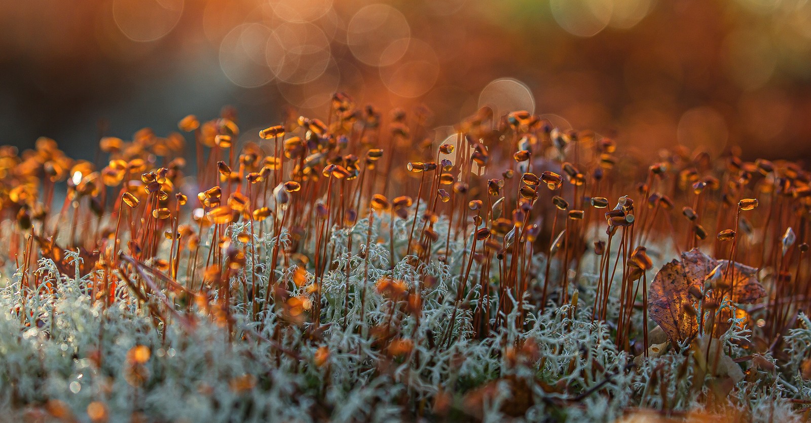 A close view of a mat of moss and lichen