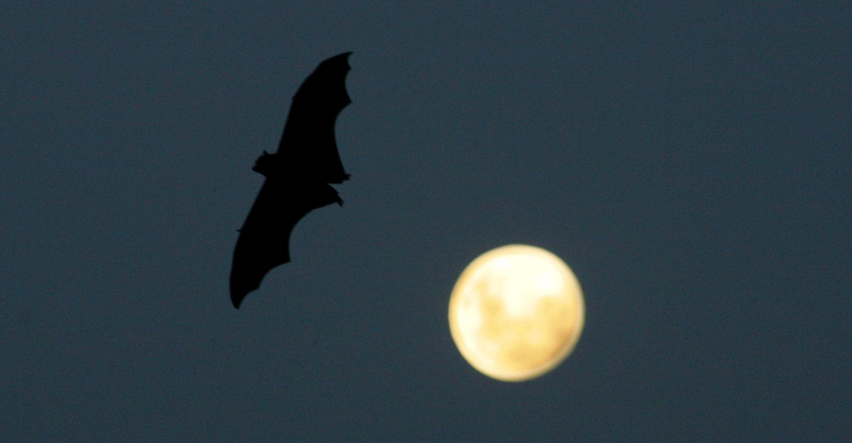 Study Wind Turbines Killed 600,000 Bats Last Year The Atlantic